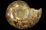 Rare, Ammonite (Argonauticeras) - Befandriana, Madagascar #168520-4